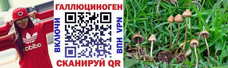 Купить закладки  Тара  Псилоцибиновые грибы прущие грибы 